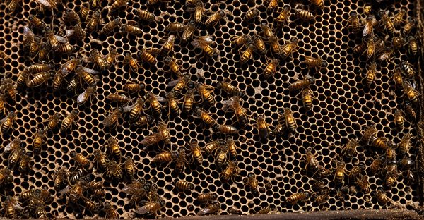 Destruction efficace des nids de frelons asiatiques