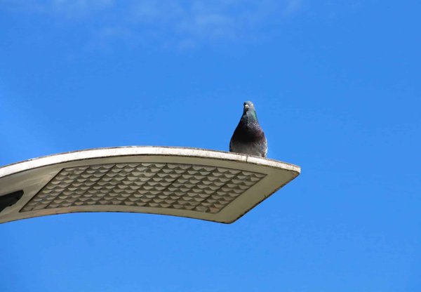 Quels sont les différentes méthodes de luttes contre les pigeons ?