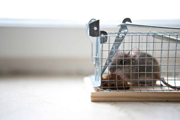 L'intérêt de faire appel à un expert anti-nuisibles Vaucluse