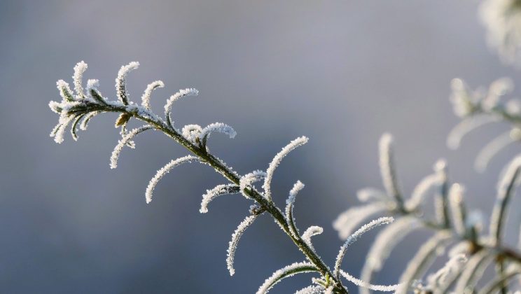 Pourquoi opter pour un voile d’hivernage pour vos plantes ?