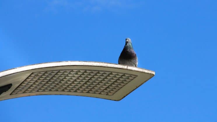 Quels sont les différentes méthodes de luttes contre les pigeons ?
