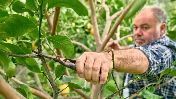 Pourquoi est-il important de faire appel à une entreprise d’élagage à Mérignac ?