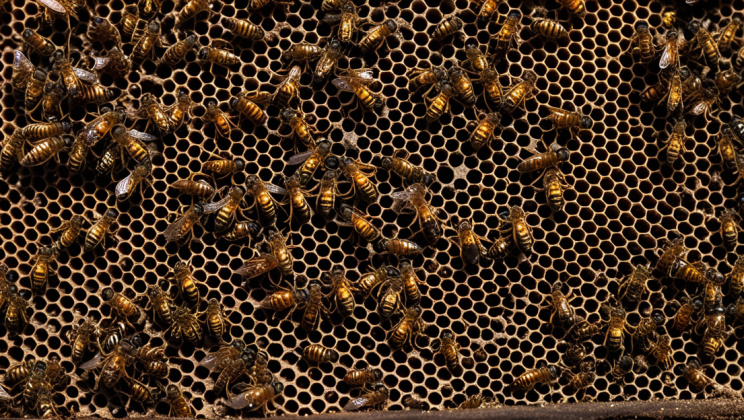 Destruction efficace des nids de frelons asiatiques